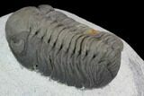 Austerops Trilobite - Visible Eye Facets & Multi-Toned Shell #127042-5